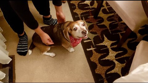 Defiant Beagle Refuses to Potty