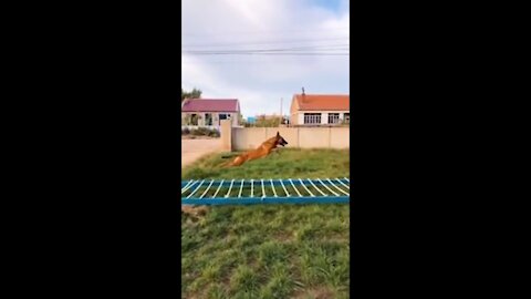 Dogs That Fly - Malinois & Alsatian Dogs Show Their Jumping Agility