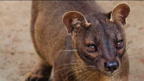 Fossa and tree stump intimately acquainted