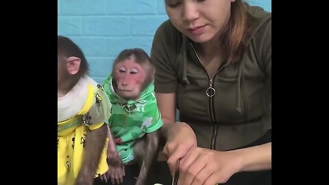 monos vestidos comiendo sano