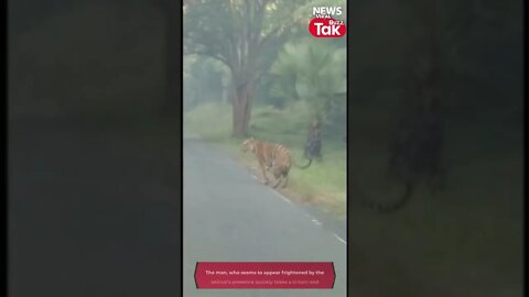 Man Takes U Turn After Spotting Tiger on Road #shorts #tiger #tigersighting #viralvideo