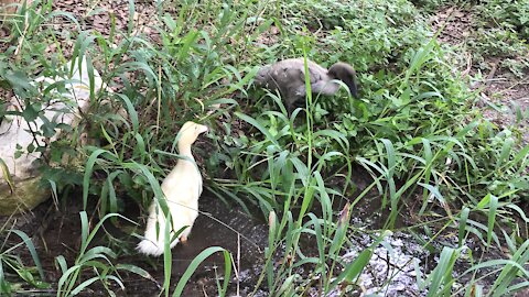 Duckling evening browsing