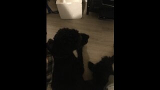 My dog Axel, dancing tail