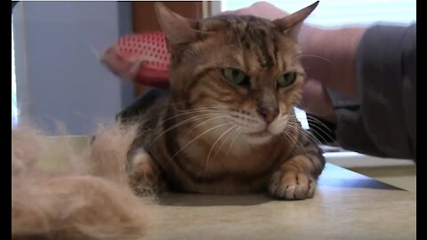 My Bengal Cats Getting Brushed Out - Love Glove Grooming Mitt