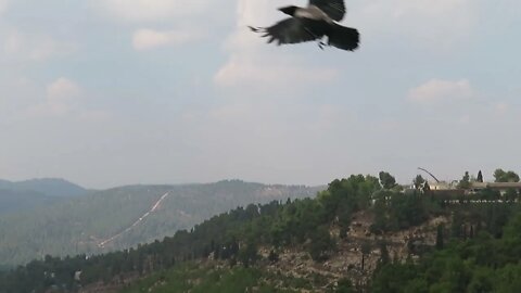 Hills of Jerusalem -the western forest, Yad Vashem, Mt. Herzl - Walk with me, Steve Martin In Israel