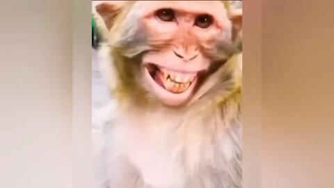 Ethiopian Funny TOP 50 MOST FUNNY ANIMAL VIDEOS!!! TRY NOT TO LAUGH!