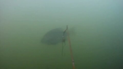 bread 4 bluegill: underwater Bait Camera