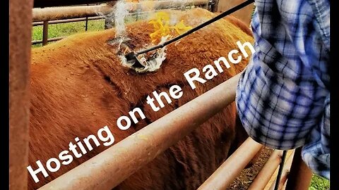 Guests on the Ranch | Playing Host (In the Chute - Round 130)