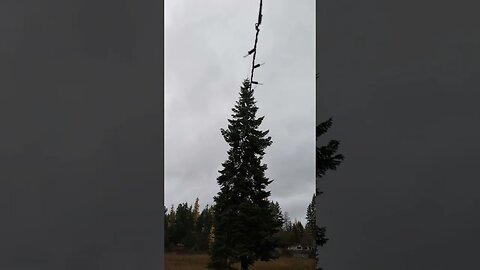 Christmas tree in my field