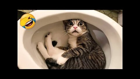 I Tried NOT To Laugh At These Funny Cat Videos... But I Failed Miserably - Funny Pet Videos