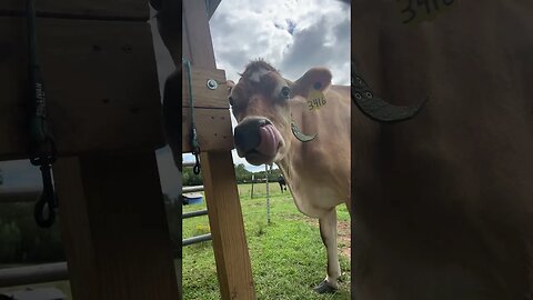 Susan… you are a strange one. #cows #jerseycows #homesteading