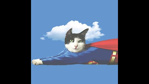 Cat Hero