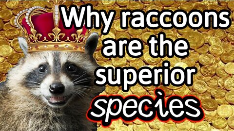 why raccoons are the superior species? Minecraft hypixel Bedwars