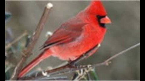 BEAUTIFUL MALE CARDINAL, RIGHT BEFORE SUNSET.