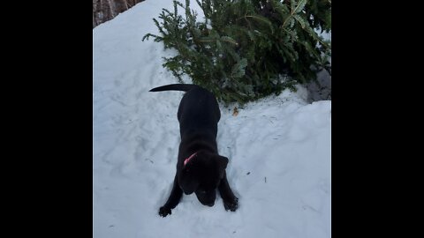 Shoveling A Roof! (4xspeed) #exercise #winter #fun