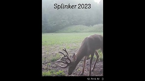 Splinker #hunting #whitetailhunting