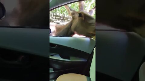 Briarwood Ranch Safari Park - Drive Through Safari #shorts