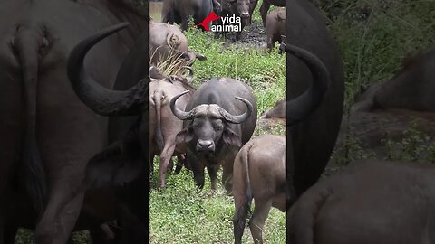 BÚFALO VAI PRA CIMA DE LEOAS - VIDA ANIMAL