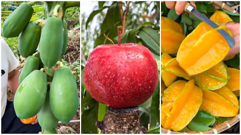 Wow Fruit Farms in China - Eating Fresh Fruit at Farm​