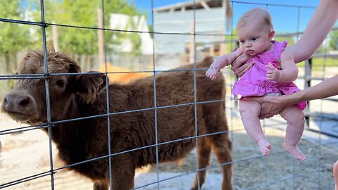 What Did We Name Our Highland Cows?