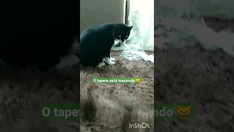 Gatinho Bartolomeu Tunico brincando no tapete com seu brinquedo preferido 😺😺