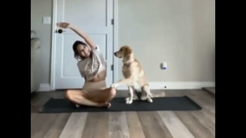 Clever dog doing Yoga with the owner