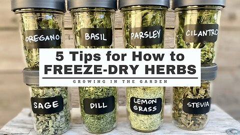 5 Tips for How to FREEZE DRY HERBS