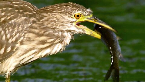 How Do Birds That Eat Fish Catch Their Prey?