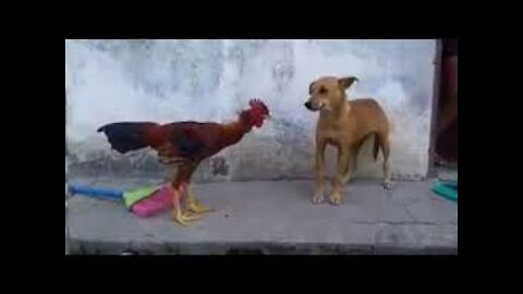 The dog's struggle with the rooster