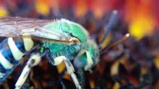 Impressive macro shot of cuckoo wasp