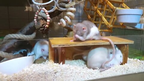 Are Rats good pets for children?