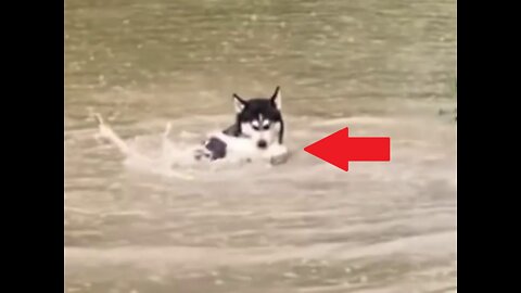 Husky fishing alone