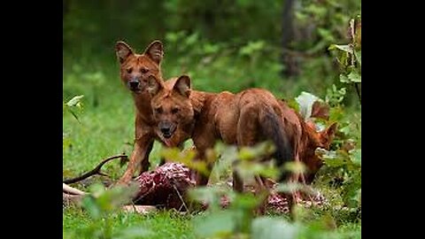 Epic Wildlife Showdown: leopard vs Wild dog