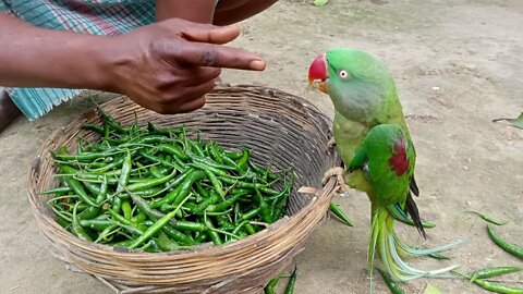 Amazing Parrot Video