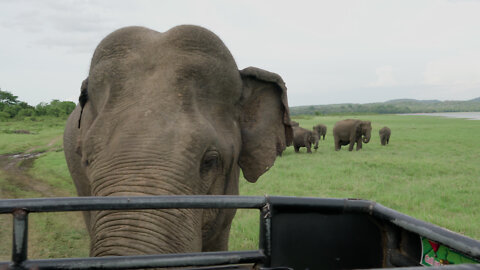 wild elephant rumble and hugging a lady