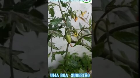 Como fica plantio de tomate em garrafa pet. uma sugestão pra sua casa sem muito espaço