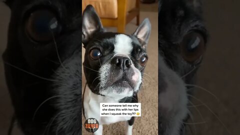 Funny Boston Terrier Compilation Videos 2022 | Episode 4