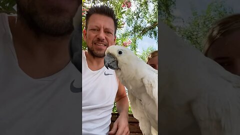 Cockatoo Parrot Outside Getting Love #cockatoo #parrotlife #parrot