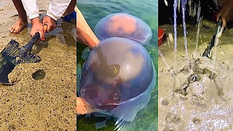 ASMR Hunting Sea Animals Around the Beach