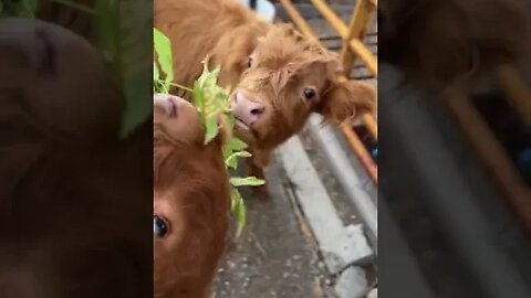 Baby Highland Cows Enjoy A Treat