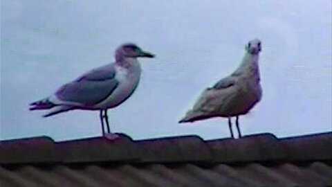 IECV NV #141 - 👀 Seagulls Flying In The Neighborhood 6-6-2016