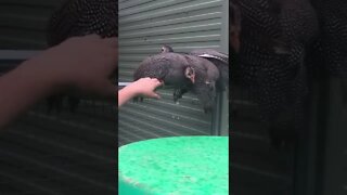 Guinea fowl keet perching on fingers