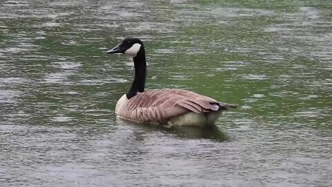 Goose Canada Goose Waterfowl Bird Water Rain