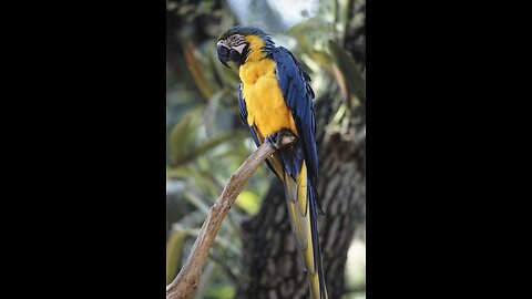 How To Get Your Parrot Speaking | Wild Wonders