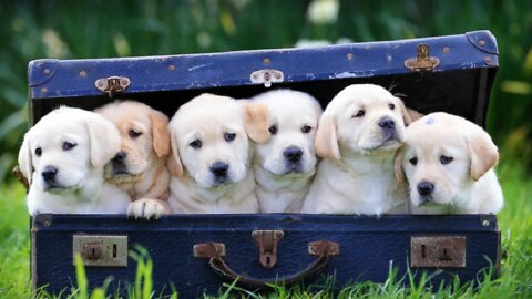 LIFE SKILLS AT HOME_ Taking Care of Pets