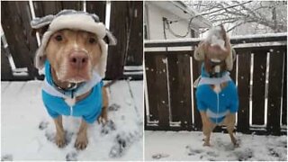 Pitbull prende al volo una palla di neve