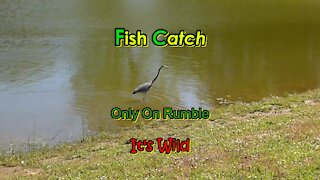 Fish Catch – Only On Rumble