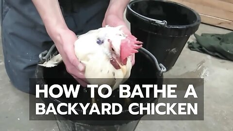 How to Bathe a Backyard Chicken