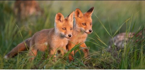 Adorable baby Fox /Compliation