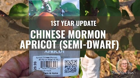 1st Year Review of Chinese Mormon Apricot Tree